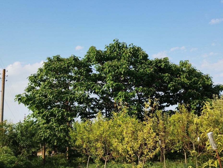 Пауловния томентоса, Рустифина (Rhus typhina)