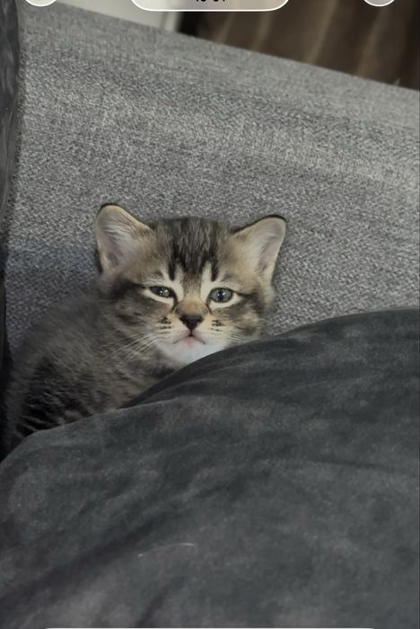 Британски късокосмести котенца