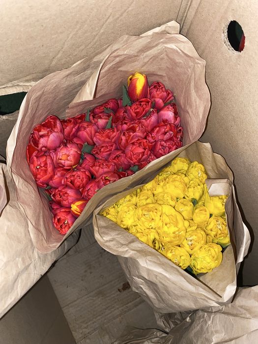 Тюльпаны 1шт 145тг