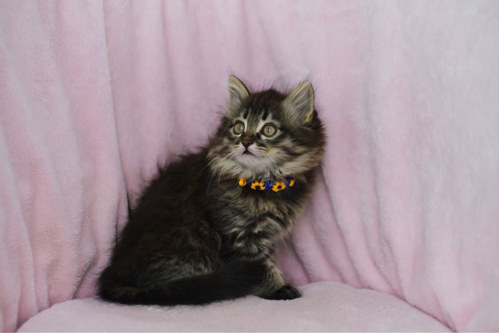 Сибирские котята