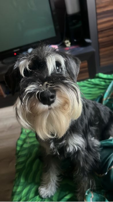 Продаётся щенок ЦВЕРГШНАУЦЕР