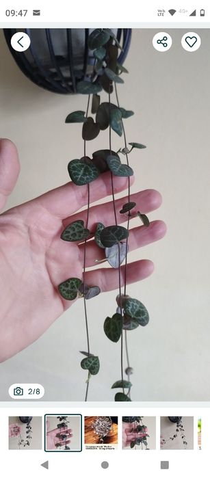 plantă curgătoare String of Hearts (Șirag de inimi)