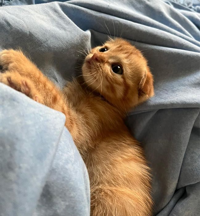 Шотландский вислоухий