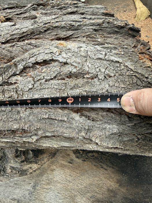 Продам карагаш 2 метра  диаметр 70 см