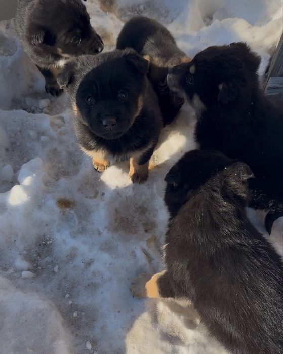 Щенки ЛАЙКИ В Добрые руки