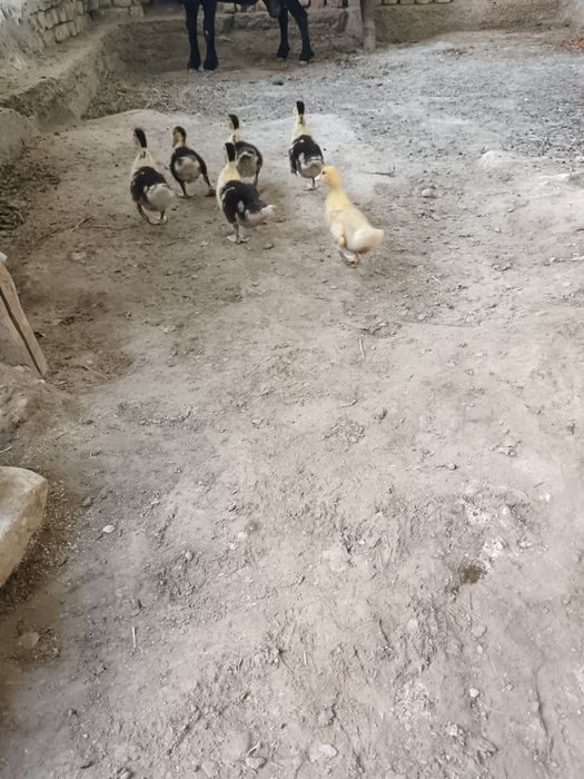 Индоутка боласи сотилади