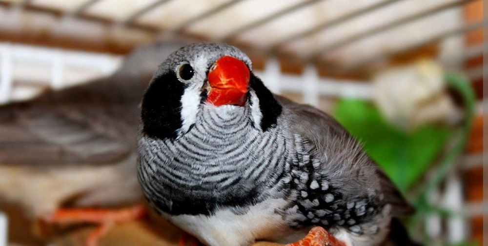 Амадины чернощекие зебровые