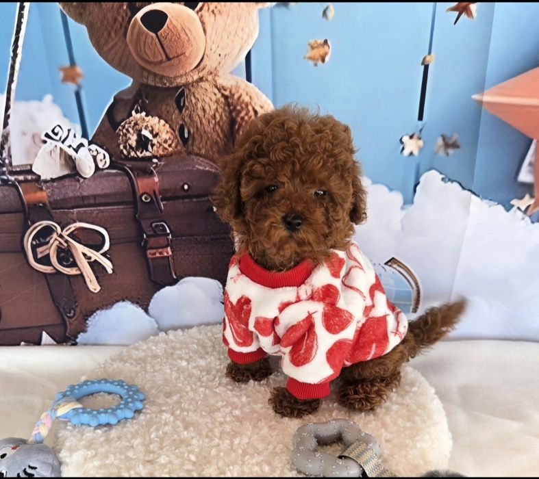 Пудел той с родасловие / Poodle toy