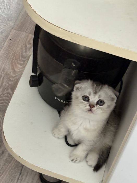 Котёнок Скоттиш Фолд вислоушка