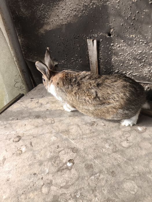 Продам кролика самец