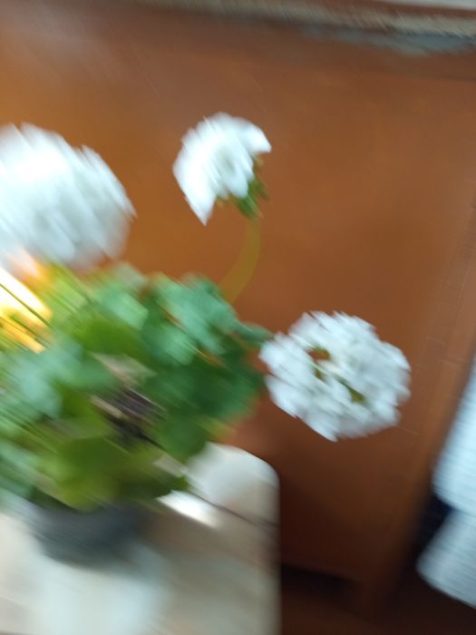 Продам комнатные цветы