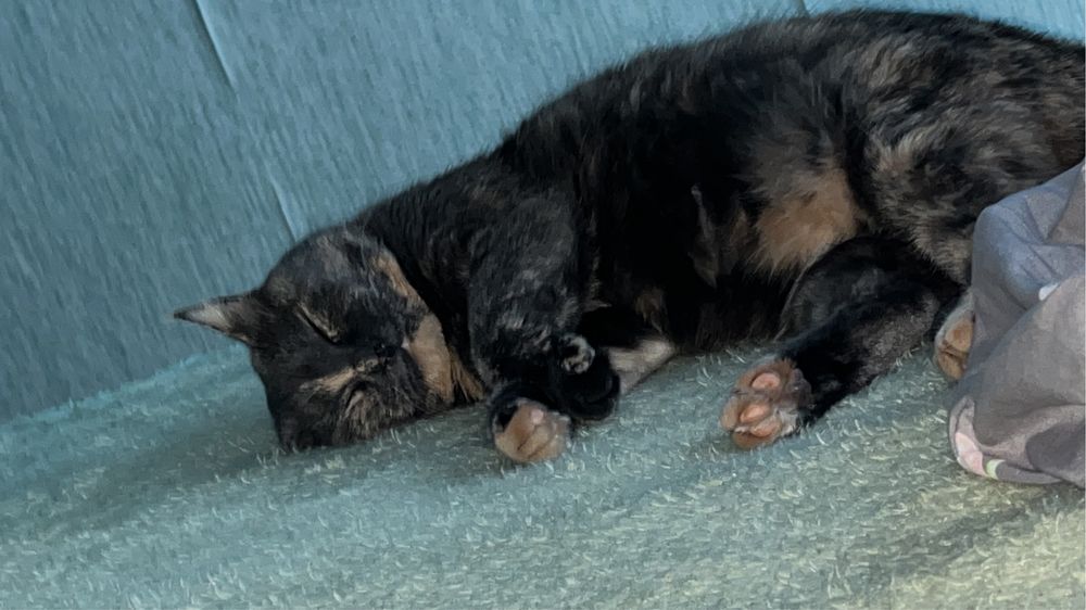 Кошку адам в хороши руке