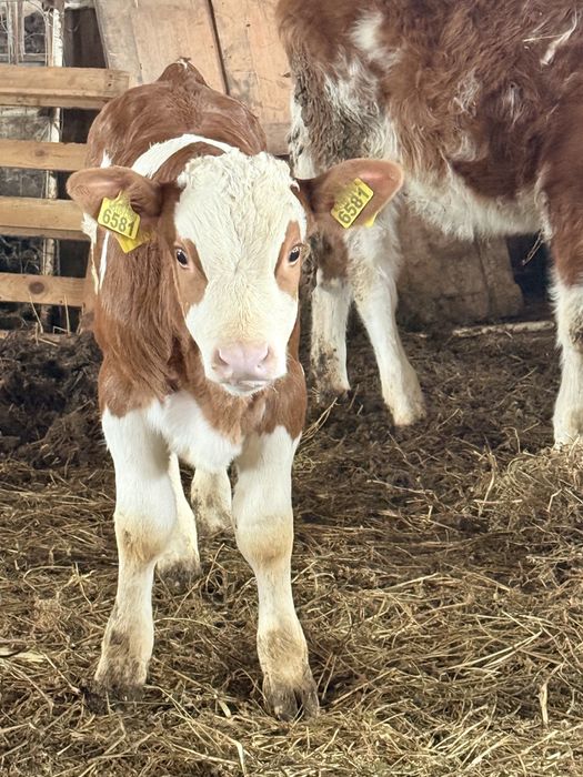 Vând vițel balțat