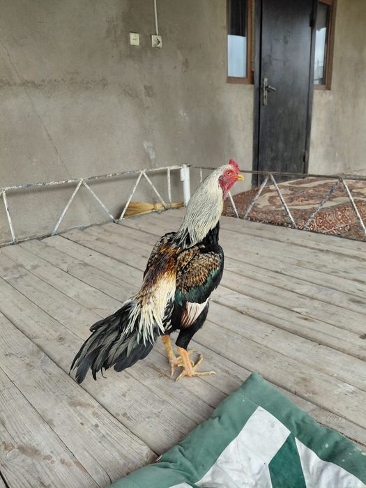 Бойцовы кораз дакан петух