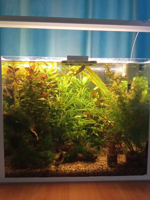 Аквариумные растения