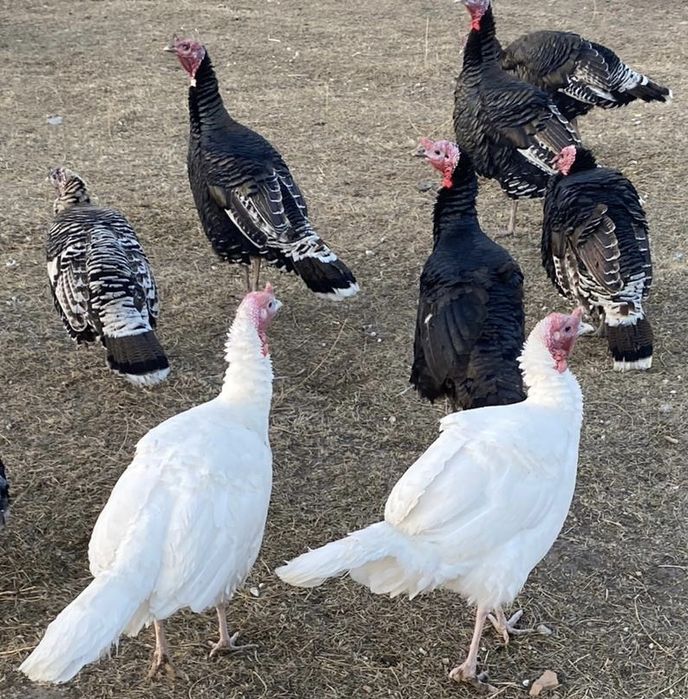 Продается Индюки