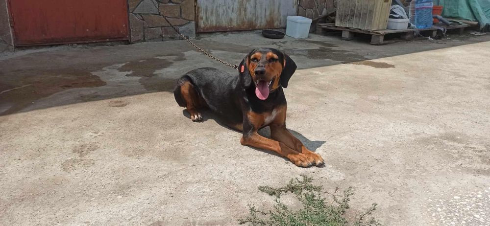 За осиновяване