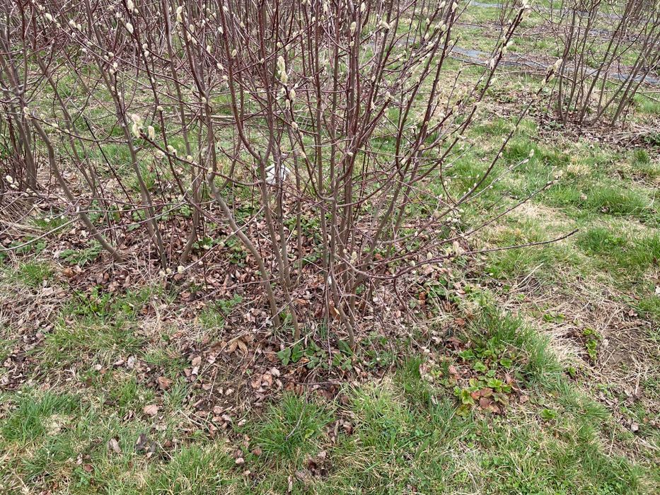 Butasi afin canadian Saskatoon, lavanda.