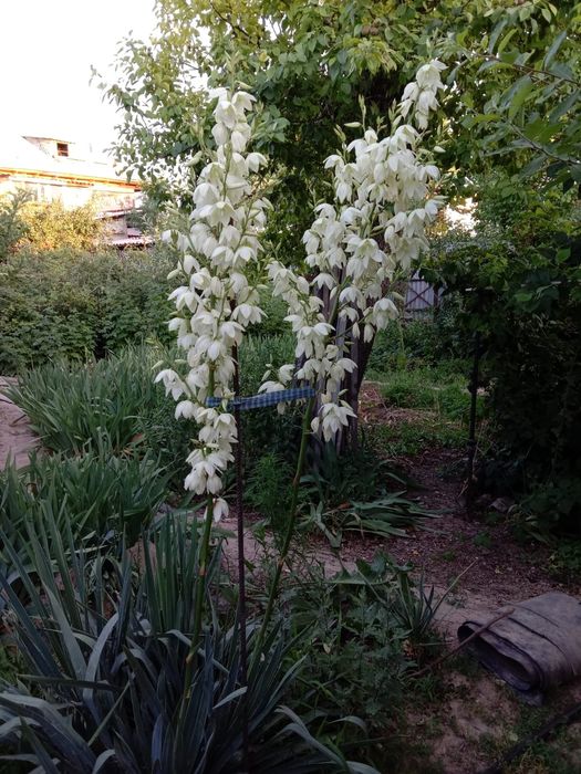 Цветы для вашего сада и огорода!!!