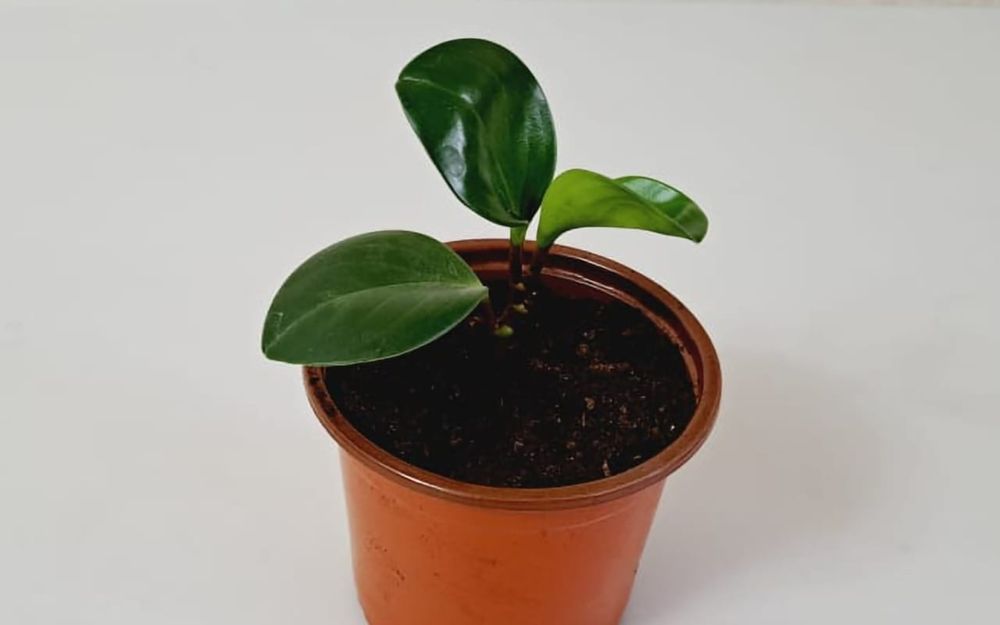 Цветы, цветы, цветы