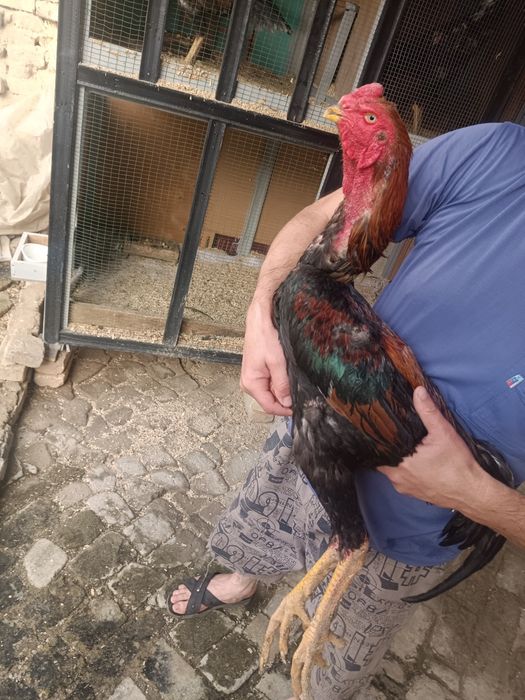 Dakenni zori zoti toza 5kg
