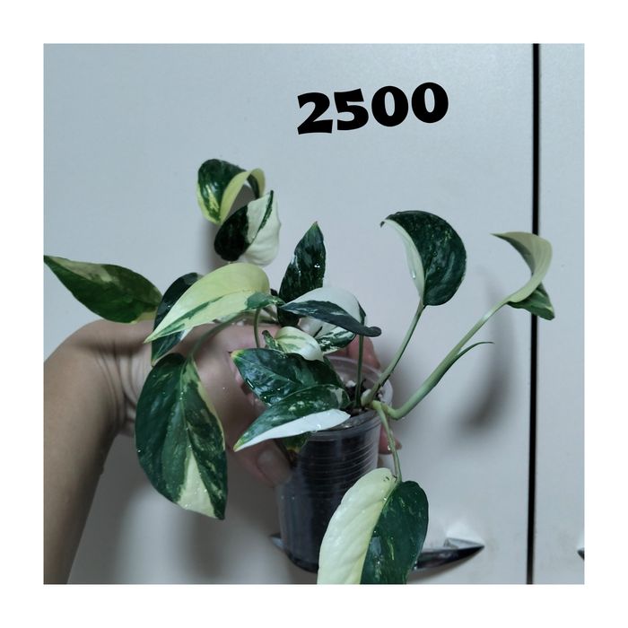 Цветы домашние не дорого