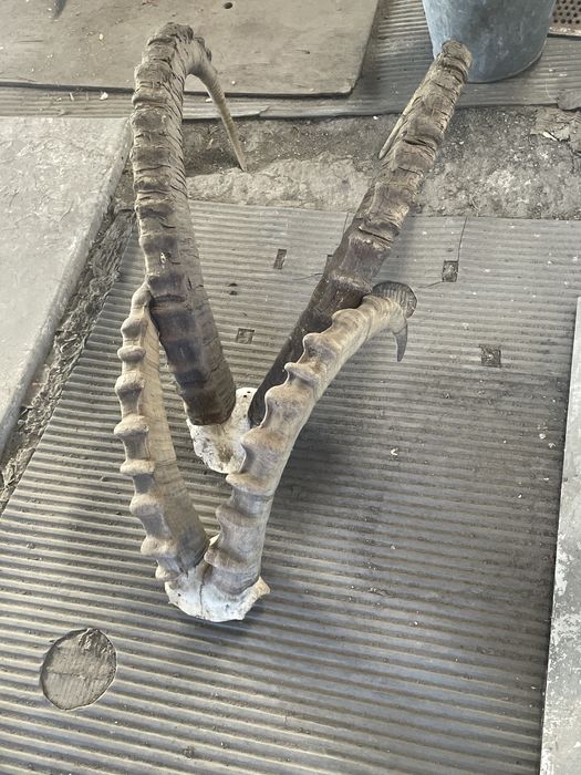 продам рога горного барана