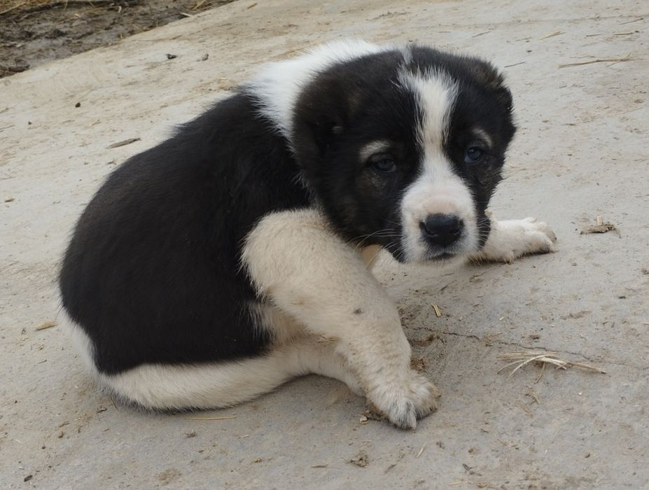 Щенок Алабая, мощный. (Девочка)