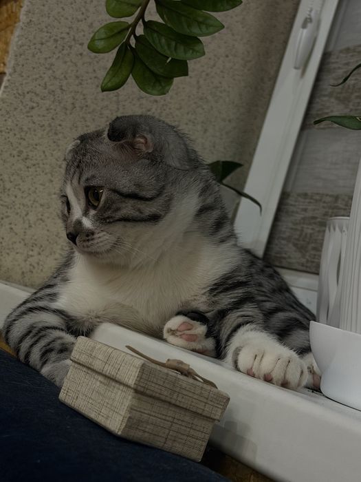 Кот ищет кошку для вязки