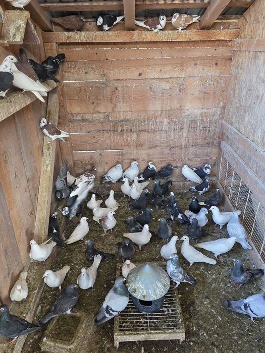 Porumbei voiajori  albi si colorati