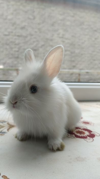 Крольчата декоративные