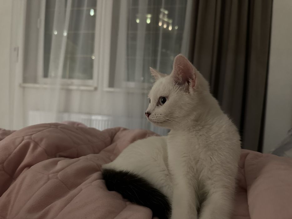 Котик Юки в любящие руки