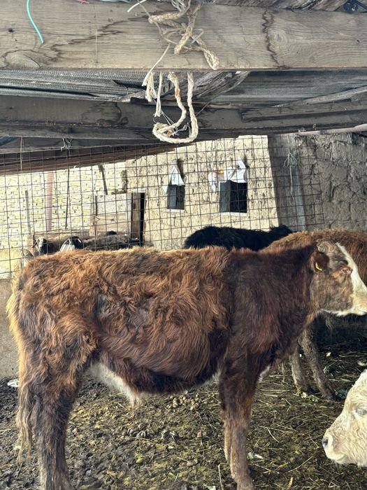 продаються бычки