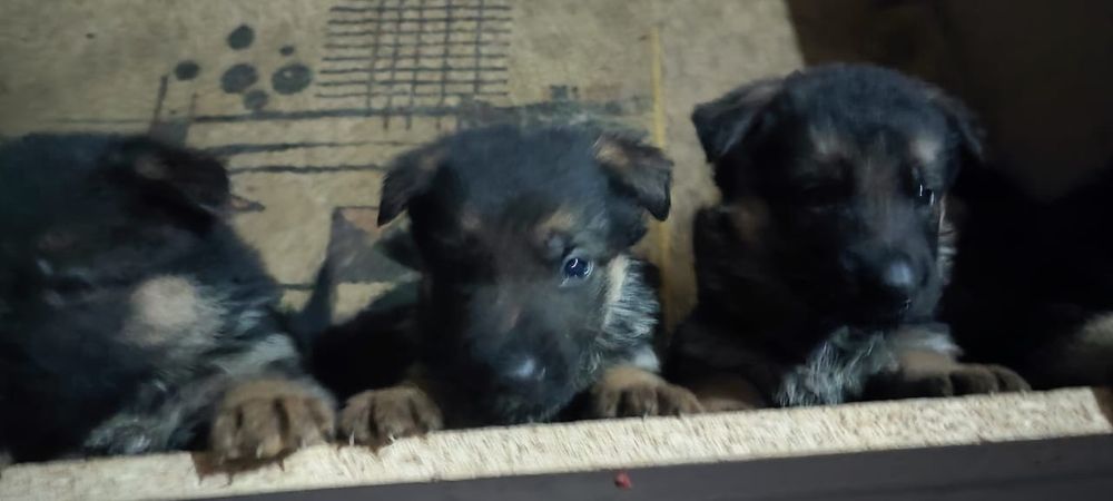 Продам щенка немецкой овчарки