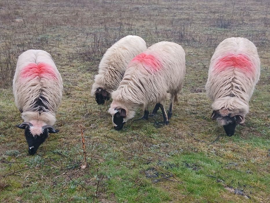 vând  patru noatine breze!!