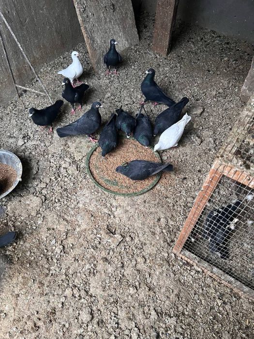 Дракон кабутарлар сотилади