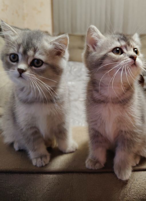 Британски котенца