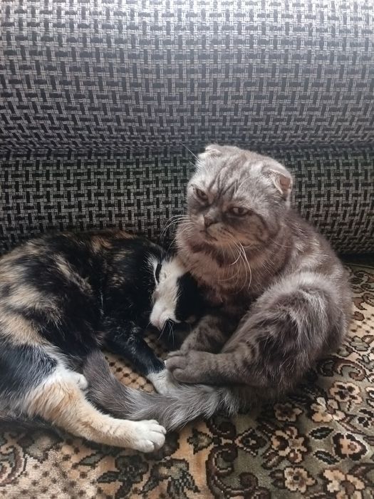 Продам котят (бронь)