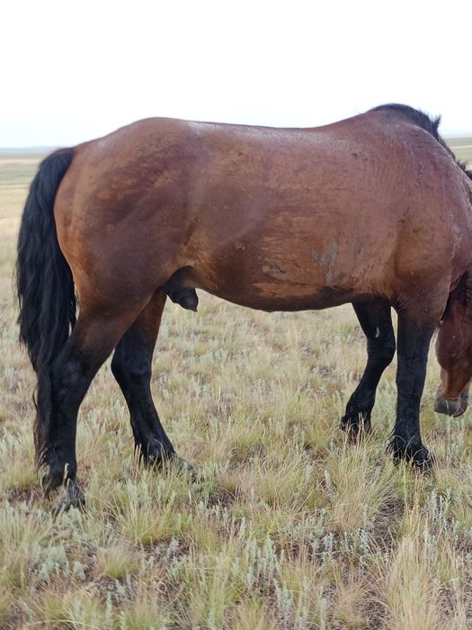Продам жеребца полутяж