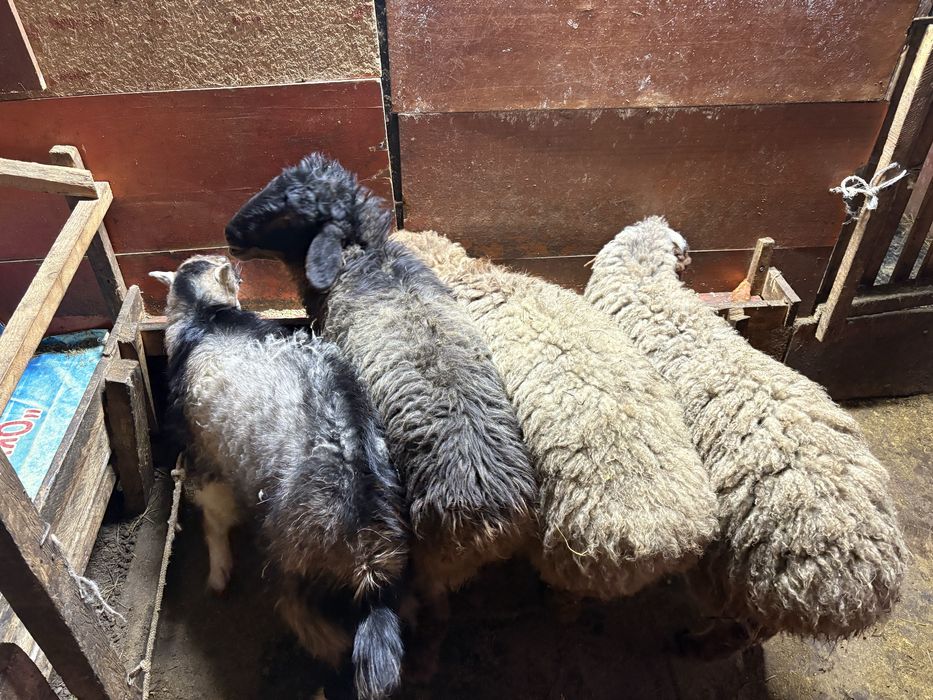 Сатуға семіз тоқтылар