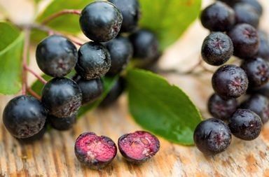 Arbuști Fructiferi (Aronia )