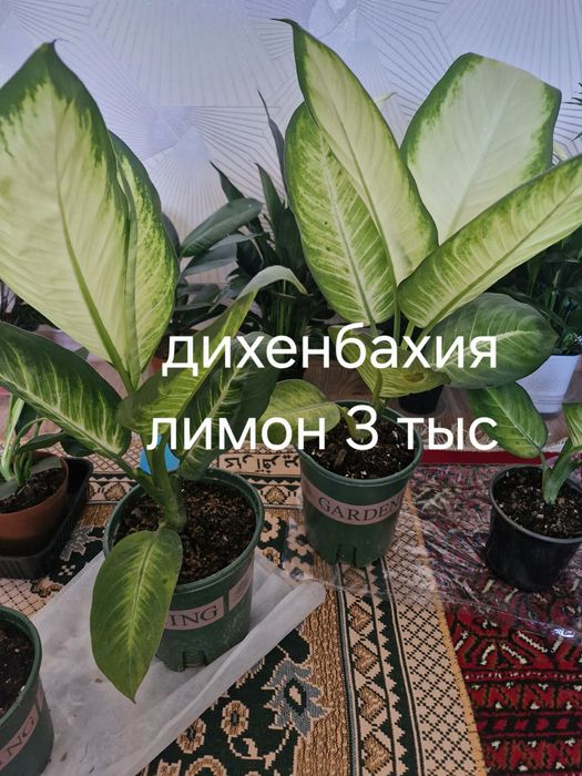 Бөлме гұлдері арзан