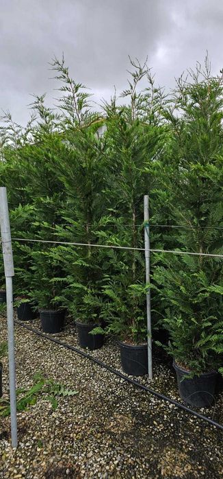 Vindem en-gross leylandii