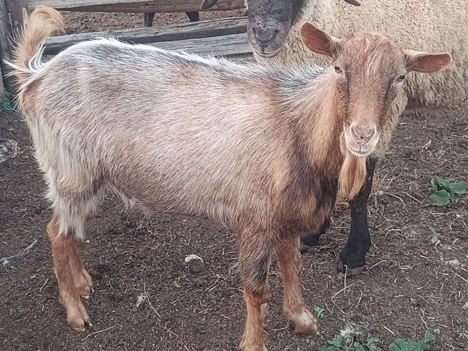 Țapi  metis anglonubian și metis alpin de vânzare