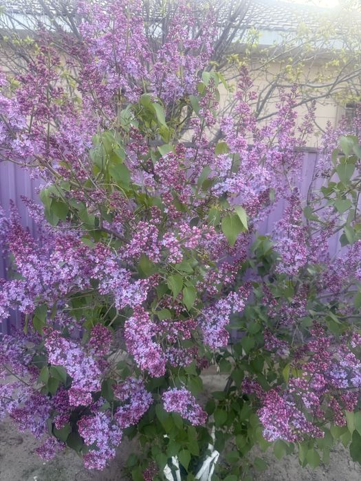 Сирень букет 600 тг