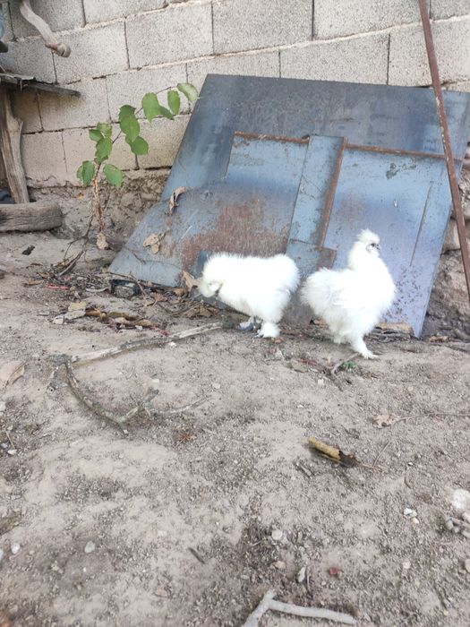 Vând  găini matase japoneza