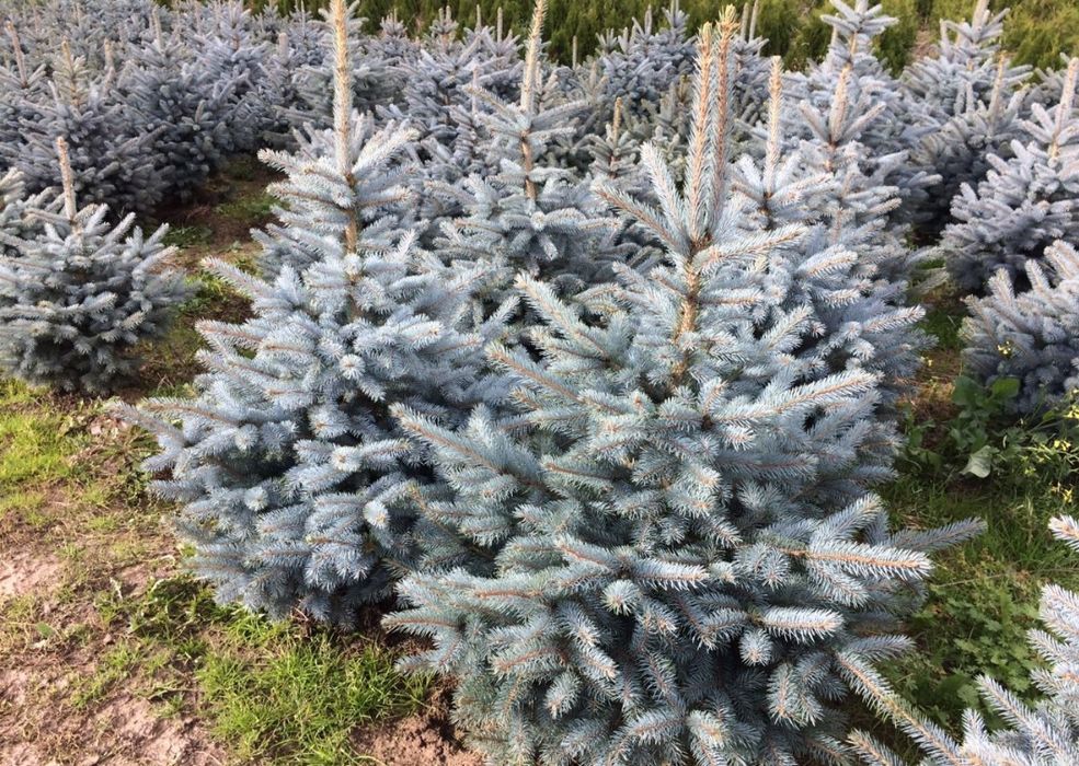 Italiya va Turkiyadan keltirilgan ideal turlar