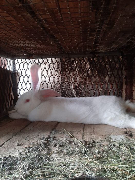 Кролики великан фландр