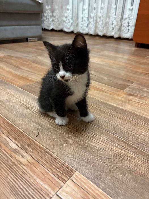 Отдам котенка в добрые руки