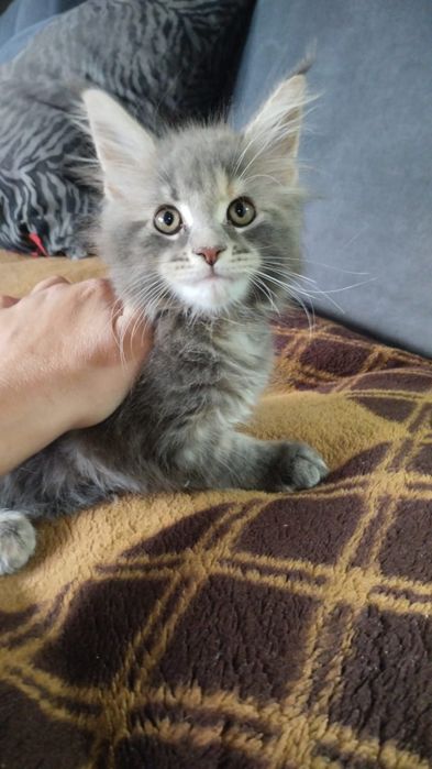 Продам котят цены разные